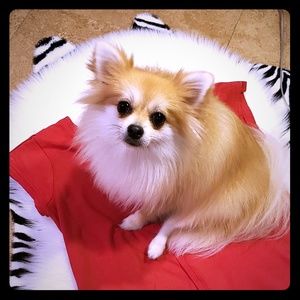 Meet your Posher, Diana